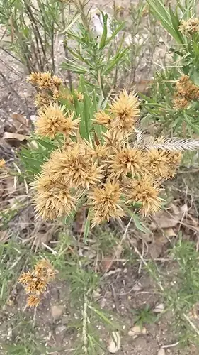 Rubber rabbitbrush (Ericameria nauseosa), foliage