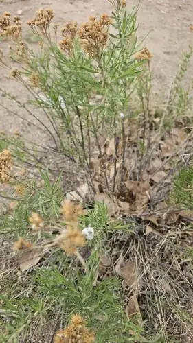 Rubber rabbitbrush (Ericameria nauseosa), mature form