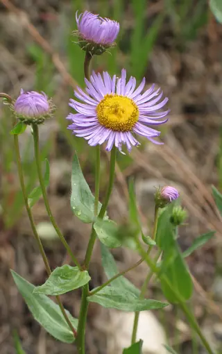 Showy Fleabane (Erigeron speciosus), mature form
