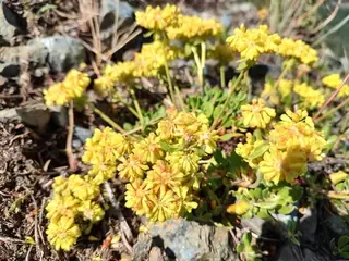 Sulfur buckwheat (Eriogonum umbellatum), mature form