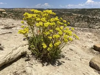 Sulfur buckwheat