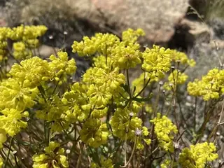Sulfur buckwheat (Eriogonum umbellatum), foliage