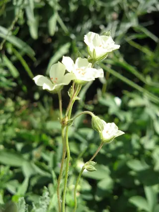 Golden Storksbill (Erodium chrysanthum), foliage