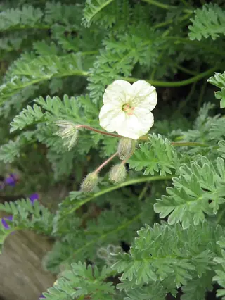 Golden Storksbill (Erodium chrysanthum), mature form