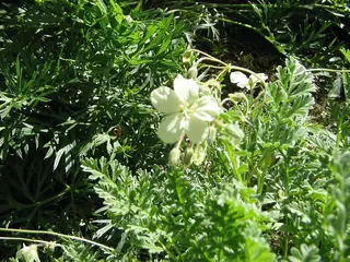 Golden Storksbill
