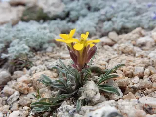 western wallflower (Erysimum capitatum), mature form