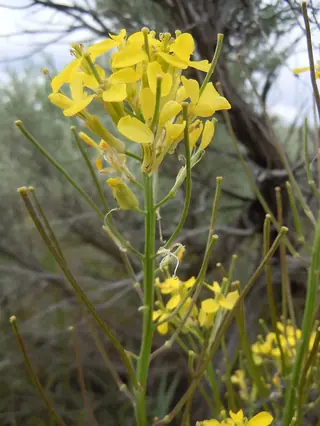 western wallflower