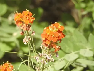 western wallflower (Erysimum capitatum), habit