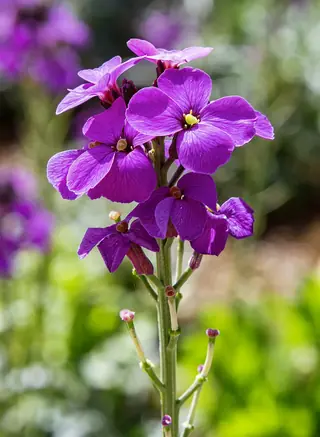 wallflower (Erysimum linifolium), habit