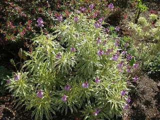 wallflower (Erysimum linifolium), bloom