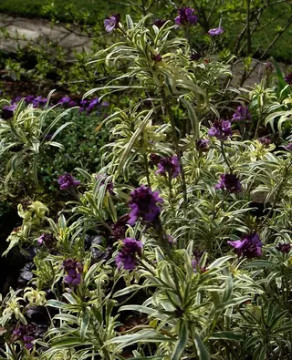 wallflower (Erysimum linifolium), fall color