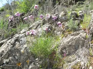 wallflower (Erysimum linifolium), mature form