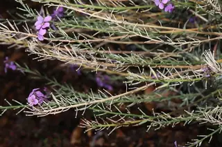 wallflower (Erysimum linifolium), foliage