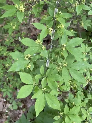 Burning bush / winged euonymus (Euonymus alatus), habit