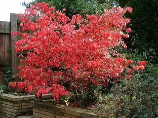 Burning bush / winged euonymus