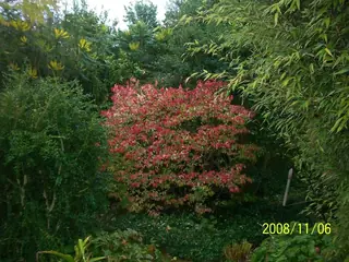 Burning bush / winged euonymus (Euonymus alatus), fall color