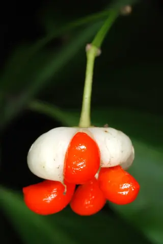 winter creeper (Euonymus fortunei), habit