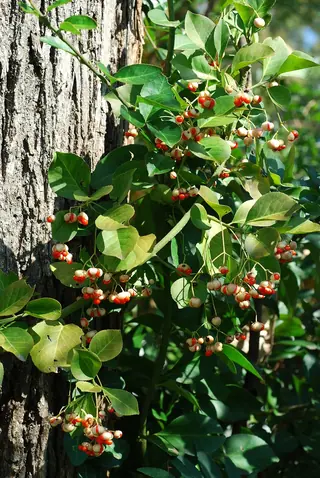 winter creeper (Euonymus fortunei), bloom