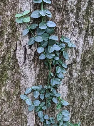 winter creeper (Euonymus fortunei), mature form