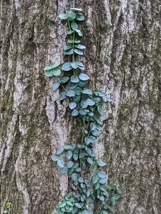 winter creeper (Euonymus fortunei), foliage