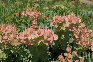 Myrtle spurge / donkey-tail spurge (Euphorbia myrsinites), bloom