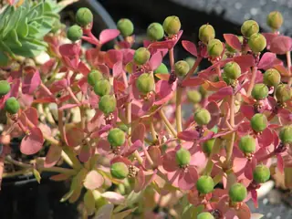 Myrtle spurge / donkey-tail spurge (Euphorbia myrsinites), habit