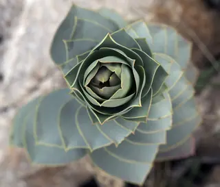 Myrtle spurge / donkey-tail spurge (Euphorbia myrsinites), fall color