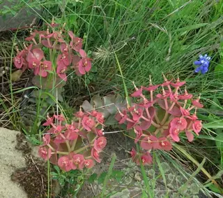Myrtle spurge / donkey-tail spurge (Euphorbia myrsinites), mature form