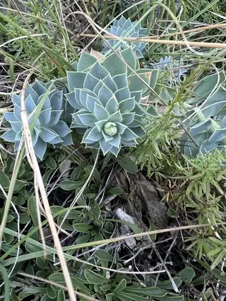 Myrtle spurge / donkey-tail spurge