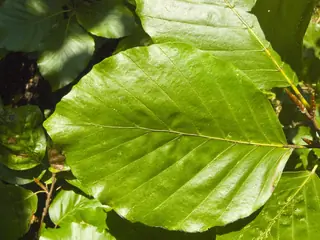 European Beech (Fagus sylvatica), fall color