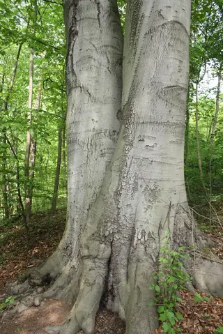 European Beech (Fagus sylvatica), bloom
