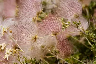 Apache plume (Fallugia paradoxa), mature form