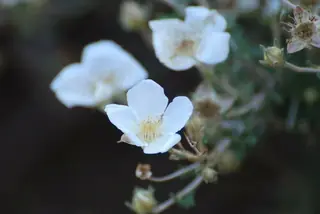 Apache plume (Fallugia paradoxa), foliage