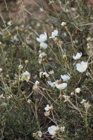 Apache plume