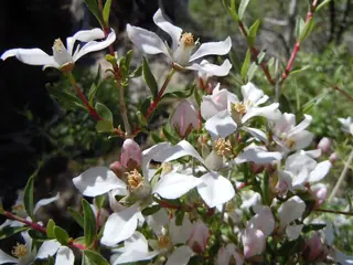 Cliff fendlerbush (Fendlera rupicola), foliage