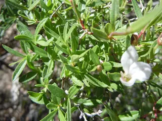 Cliff fendlerbush (Fendlera rupicola), mature form