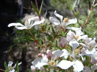 Cliff fendlerbush (Fendlera rupicola), bloom