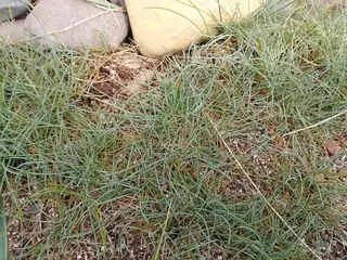 Blue fescue