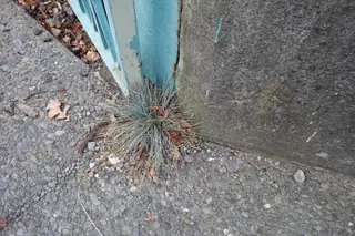 Blue fescue (Festuca glauca), mature form