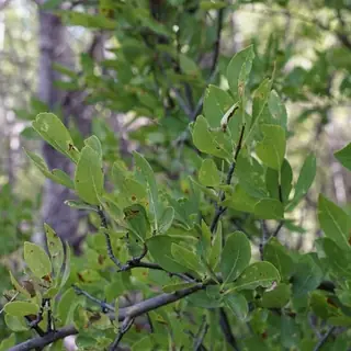 New Mexico privet (Forestiera neomexicana), mature form