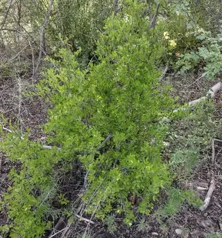 New Mexico privet