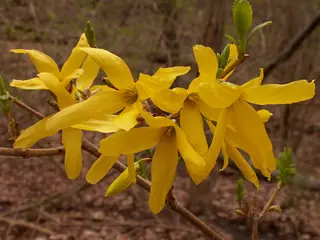 Border forsythia (Forsythia x intermedia), foliage