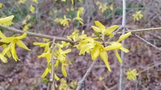 Border forsythia (Forsythia x intermedia), mature form