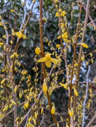 Border forsythia