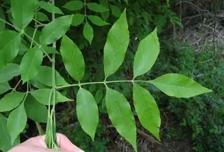 Ash species (Fraxinus), foliage