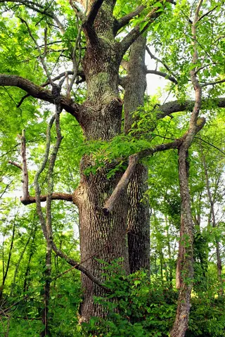 Ash species (Fraxinus), mature form