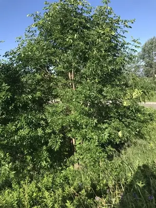Ash species