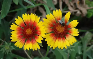 Blanketflower (Gaillardia aristata), foliage