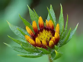 Blanketflower (Gaillardia aristata), habit