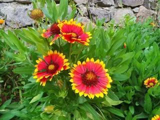 Blanketflower (Gaillardia aristata), mature form